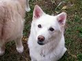 My Dogs