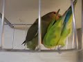 あんよ、はみはみ