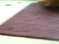 The Wrestling Match KITTEN AND PUPPY Play. Funny Pets, Funniest cat, funny dog fight