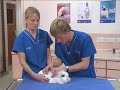 Watch the Rabbit Grooming 2 Video