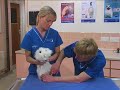 Watch the Rabbit Grooming 2 Video