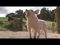 Babe sings a song . . .