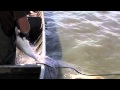 Asian Carp Haul in Net, Boat