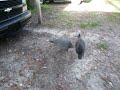 Guinea fowl Guinea fowl