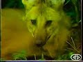 O lobo guar�