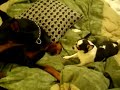 Doberman Strikes Back! Doberman Strikes Back!