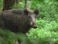 Wild Pigs Encounter [Veluwe]