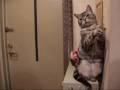 玄関で頂戴～猫　What do you want?