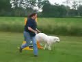 GREAT PYRENEES  DEWI at AGILITY