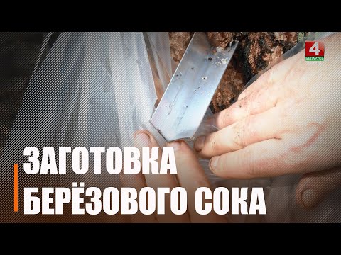 На Гомельшчыне пачалі збіраць бярозавы сок видео