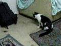 Alpella playin with pepper