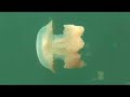 Jellyfish Lake in Palau