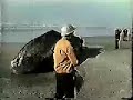 Exploding Whale