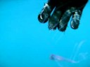 Oarfish video while freediving
