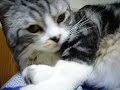 眠りネコ動画