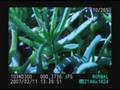 Nikon D300 Active D LIghting Segment