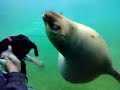 Dog plays with sea lion!