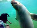 Dog-plays-with-sea-l