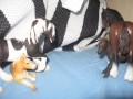 My Schleichs!