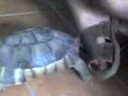 La battaglia con la Tartaruga
