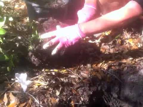 how to uproot and replant a bush