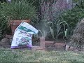 Exploding Marshmellows Exploding Marshmellows