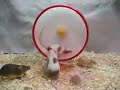 Mice Girls: Wheels