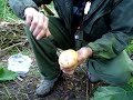 Burdock Leaves