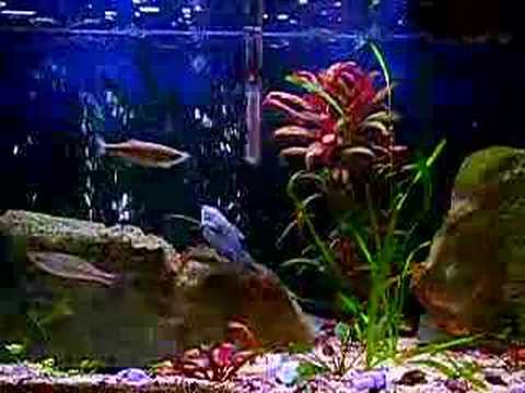 Meen Opaline Gourami !