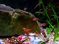 About 1 month since the last clip, the sharks have been shipped out and the tank is growing well!The little Co2 system makes a world of difference. These are ALL real rocks and live plants. I have red algae growing now though, gotta find a couple siamese algae eaters.The bigger of the blue pearl gourami is a meen little fella since the sharks left. Whenever i feed them, as you can see, he goes after the other fish more than the food!