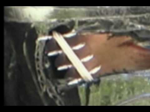 Rods - This is the best shots of the Rods yet. Elusive