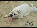 British Bulldogs