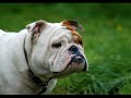 British Bulldogs