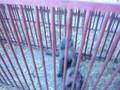 Working with baboons