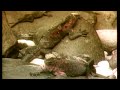 la-ballena-azul-el-animal-ms-grande-que-jams-ha-existido.html