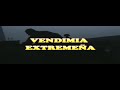 VENDIMIA EXTREMEÑA