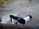 cachoro