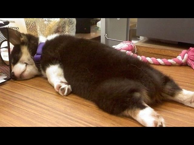 【おもしろ犬】無防備すぎる寝相がハンパなくかわいい//