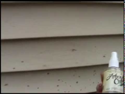 how to remove artillery fungus vinyl siding