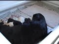 Misty Feeding her pups - day 16