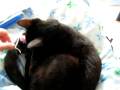 videos de Pink Mouse to the Rescue