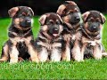 1# Sweet Dog$.~\