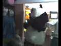 videos de kung fu panda