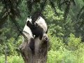 Baby Pandas at Play