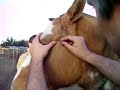 Anestesia del nervio mandibular en el caballo Anestesia del nervio mandibular en el caballo