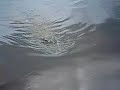 Everglade Alligator Attack