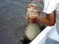 Everglade Alligator Attack