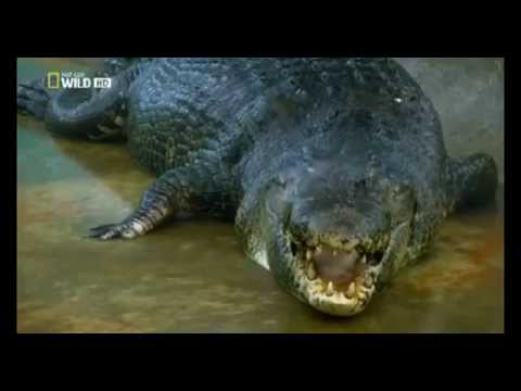 Cá - Con cá sấu khổng lồ, tên gọi Lolong là con cá sấu nước mặn lớn nhất thế giới từng bị bắt giữ, với cân nặng khoảng 1 tấn và dài hơn 6m, Lolong bị bắt giữ hồi ...