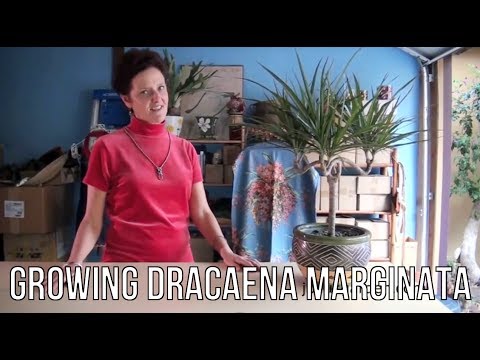 how to replant dracaena marginata