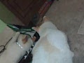 Mango Playing With Kitty